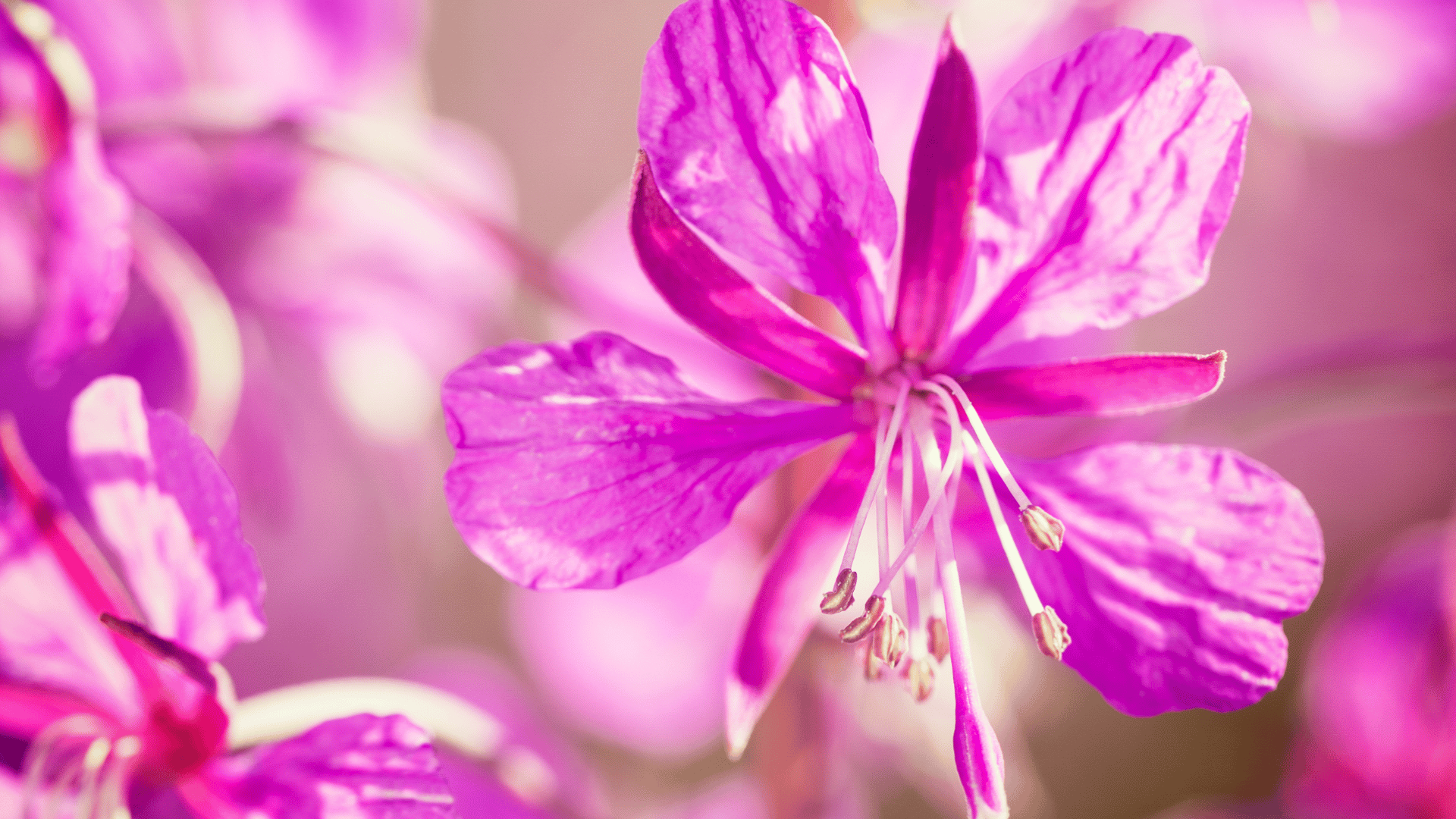 Botanical ingredients like flowers, illustrating gentle plant-based lighteners for treating dark spots and pigmentation.