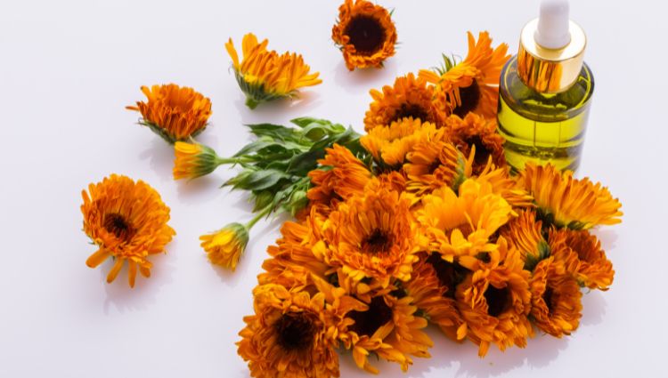 Arnica flower for skincare