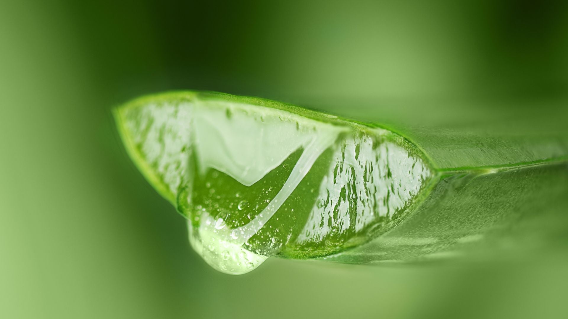 Aloe Vera: Ingredient for Soothing & Hydrating