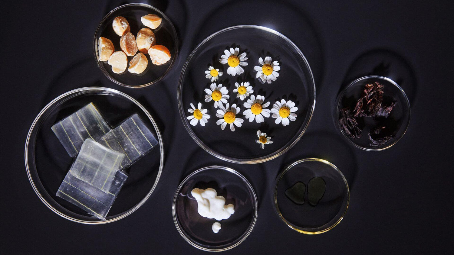 Anti-Aging ingredients in a lab amongst other science-backed and natural ingredients in petrie dishes on a black background.