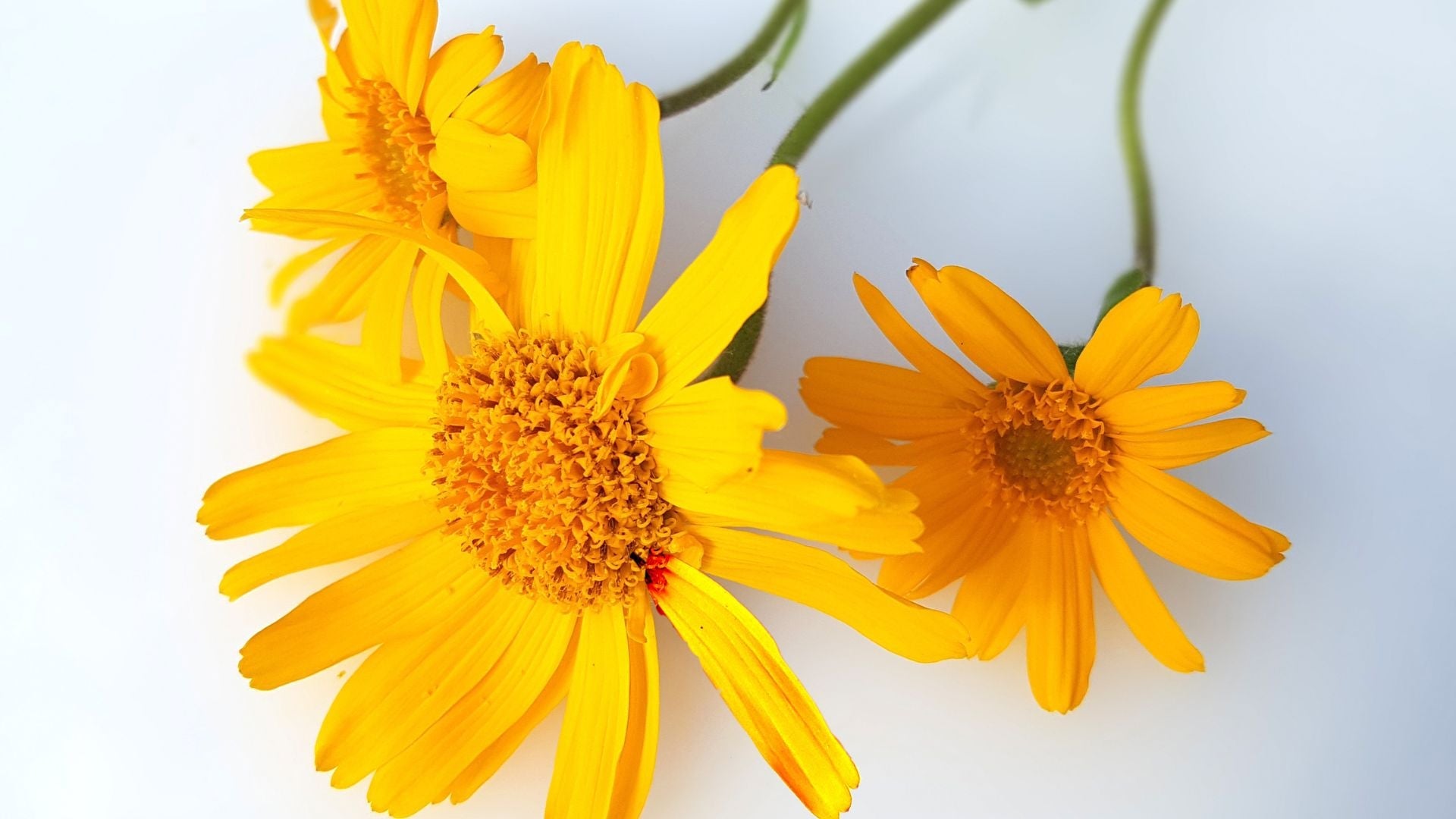Arnica Flower: Ingredient for Soothing & Moisturizing