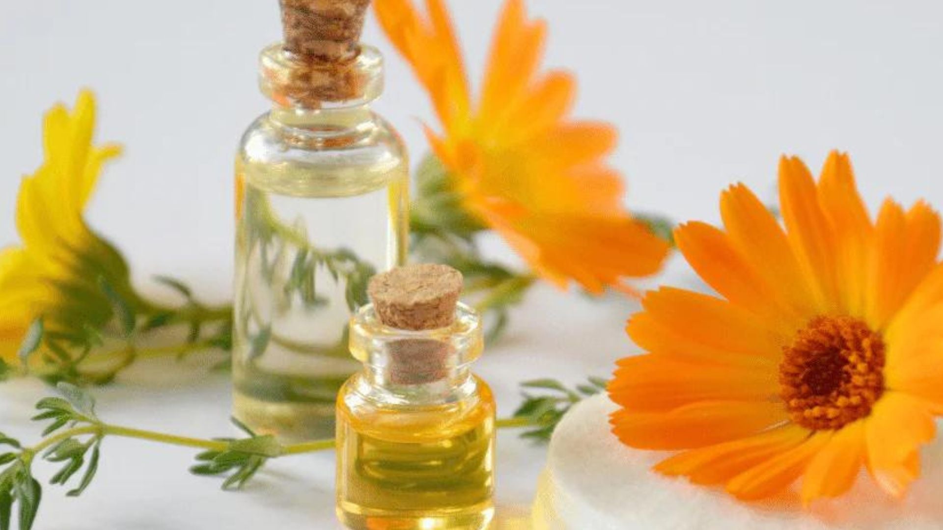calendula flower used in skincare products